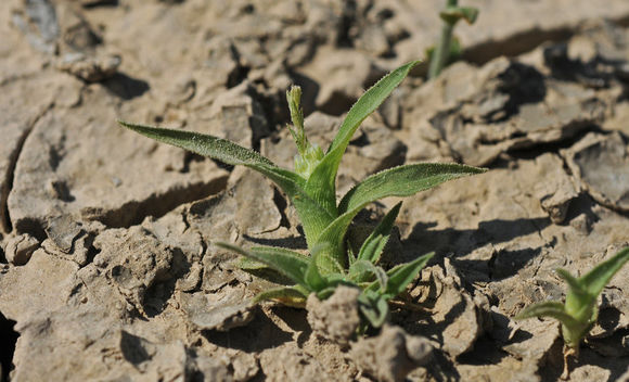 Image of Colusa Grass