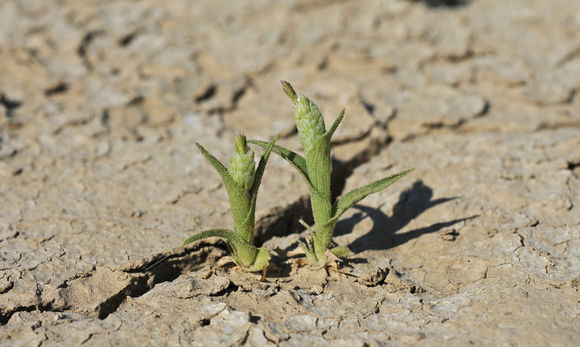 Слика од Neostapfia colusana (Burtt Davy) Burtt Davy