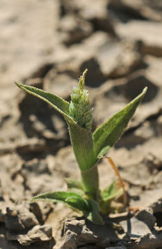 Слика од Neostapfia colusana (Burtt Davy) Burtt Davy