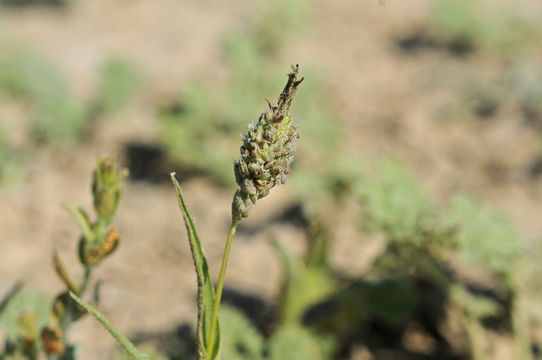 Слика од Neostapfia colusana (Burtt Davy) Burtt Davy