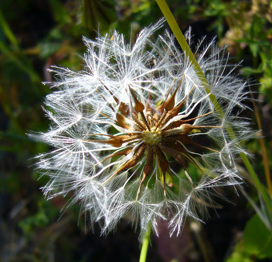 Image of prickly golden-fleece