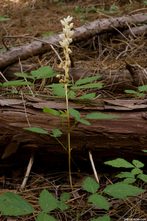 Image of phantom orchid