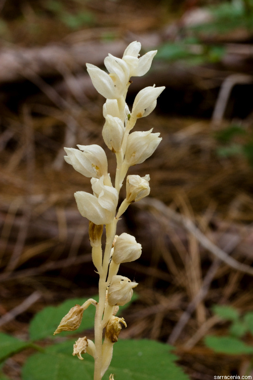 Image of phantom orchid