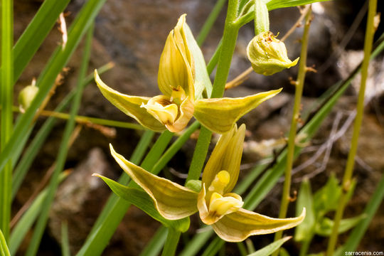 Image of Stream orchid