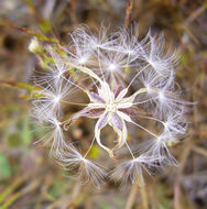 Image de Agoseris heterophylla (Nutt.) Greene