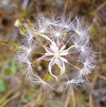 Image de Agoseris heterophylla (Nutt.) Greene