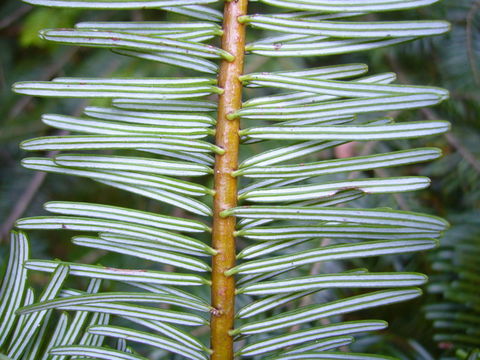 Image of Giant Fir