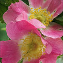 Image of Apple Rose