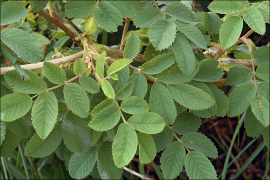 Image of Apple Rose