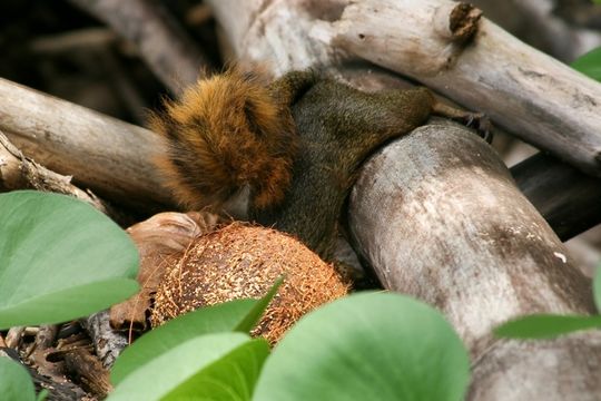 Image of Red-tailed Squirrel