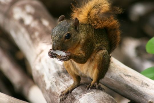 Image of Red-tailed Squirrel