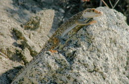 Image of Cope's leopard lizard