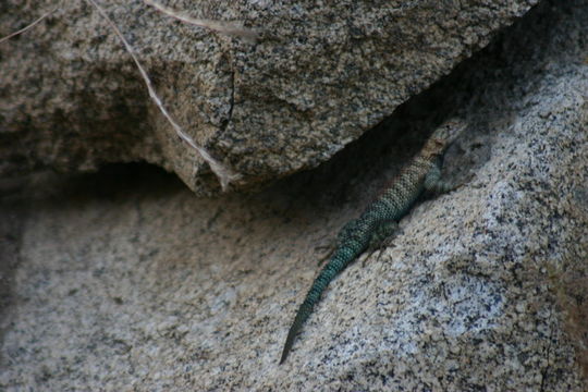 Image of Granite Spiny Lizard