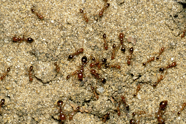 Image of Red imported fire ant