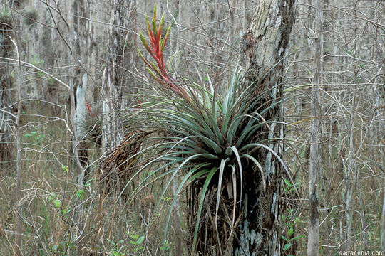 Слика од Tillandsia fasciculata Sw.