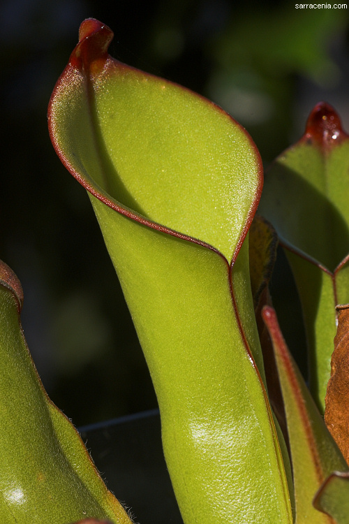 Imagem de Heliamphora minor Gleason