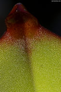 Imagem de Heliamphora minor Gleason