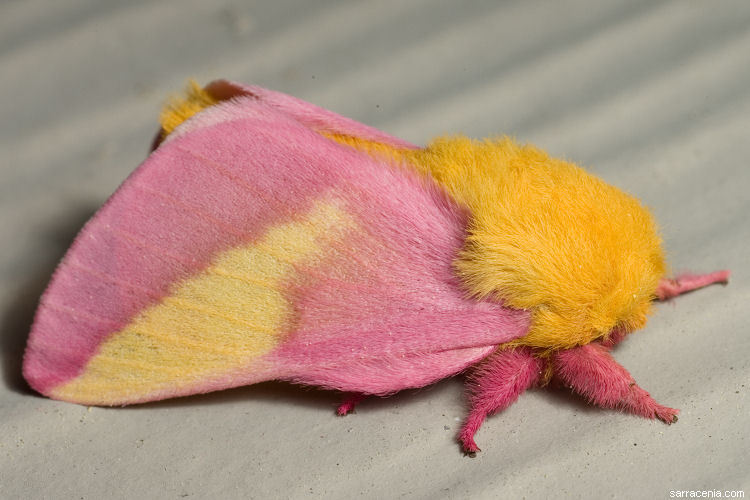 Rosy maple moth Dryocampa rubicunda (Fabricius, 1793)