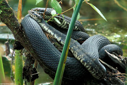 Image of Nerodia fasciata pictiventris (Cope 1895)