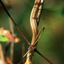 Image of <i>Pantherophis obsoletus quadrivittatus</i>