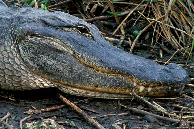 Image of American alligator