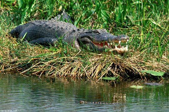 Image de Alligator américain