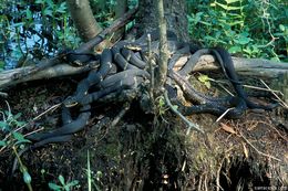 Image of Banded Water Snake