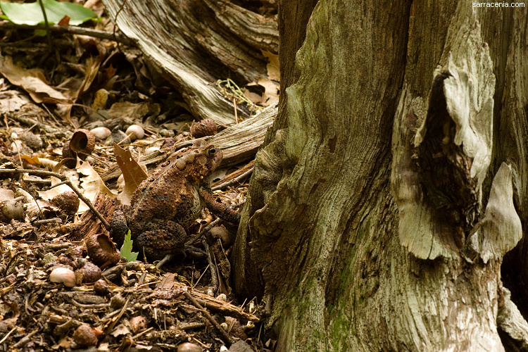 Imagem de Anaxyrus americanus (Holbrook 1836)