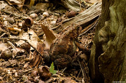 Image de Anaxyrus americanus (Holbrook 1836)