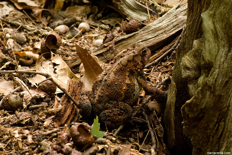 Image of American Toad