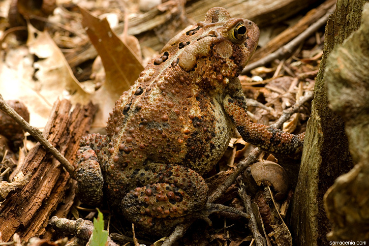 Imagem de Anaxyrus americanus (Holbrook 1836)