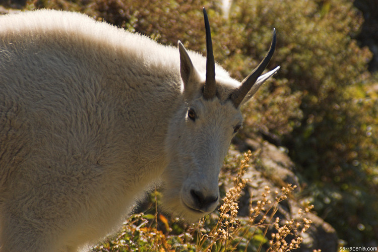 Image of Mountain Goat