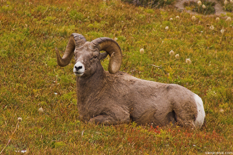 Image of bighorn sheep