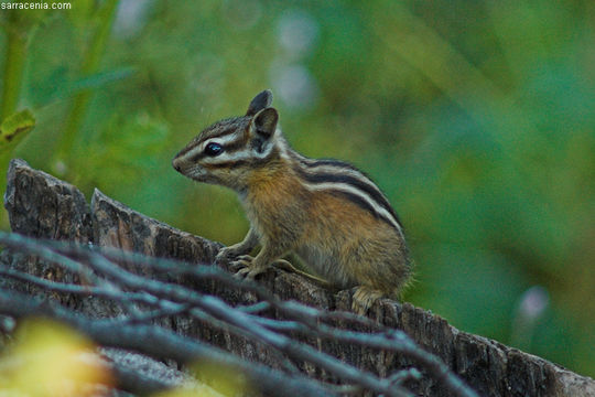 Image of Least Chipmunk