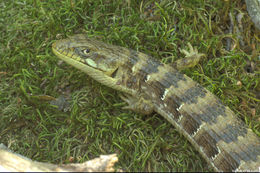 Image of Southern Alligator Lizard