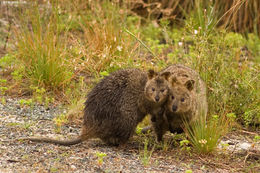 Image de Quokka