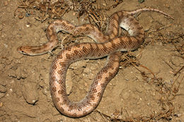 Image of Glossy Snake