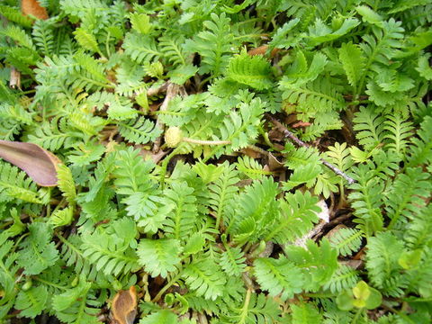 صورة Leptinella scariosa Cass