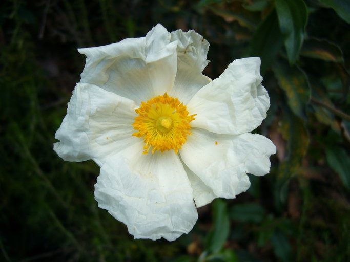 Image of Laurel-leaved Rock-rose