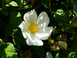 Image of salvia cistus