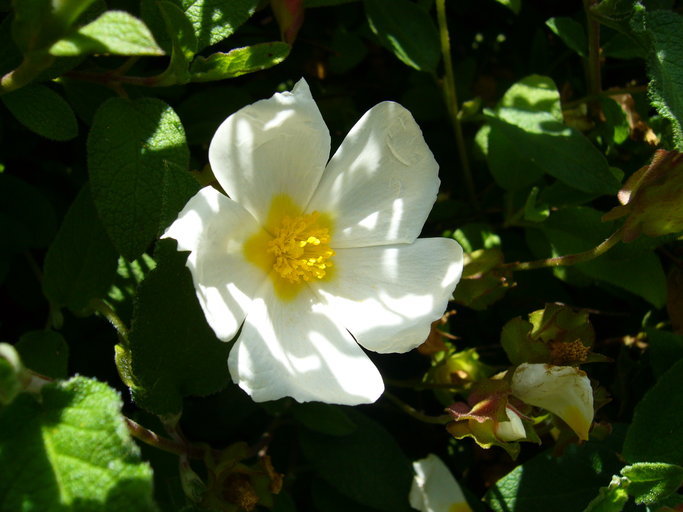 Image of salvia cistus