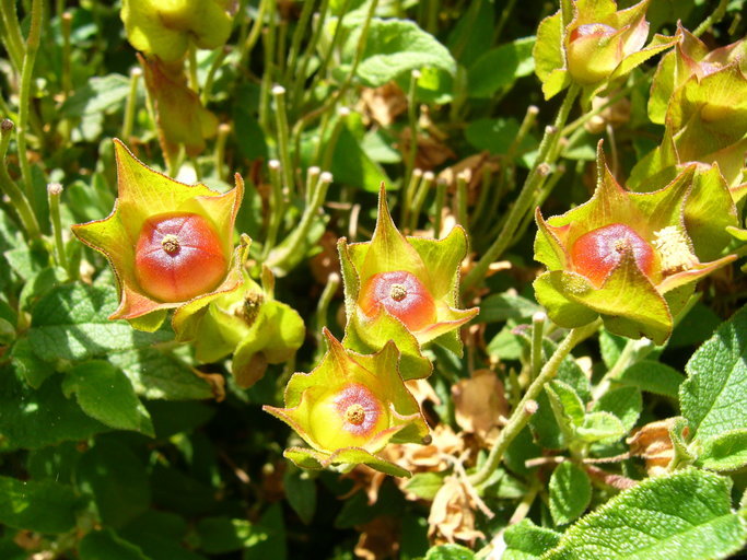 Image of salvia cistus