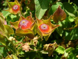 Image of salvia cistus