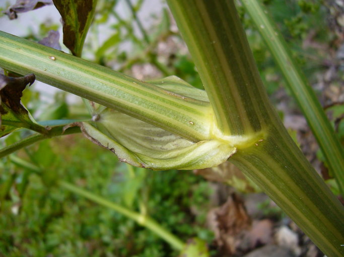 Image of Alexanders