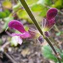 Sivun Salvia hierosolymitana Boiss. kuva