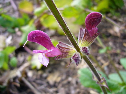 Imagem de Salvia hierosolymitana Boiss.