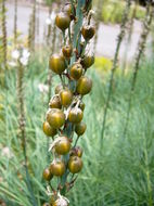 Image of White asphodel