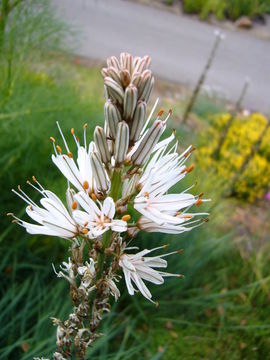 Image of White asphodel