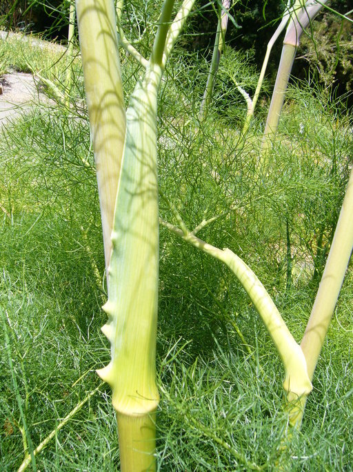 Image of Giant Fennel