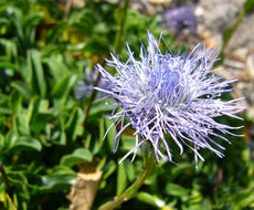 Image of Globularia trichosantha Fischer & C. A. Meyer